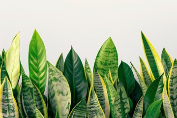 Green and Yellow Snake Plant Leaves Against a White Background