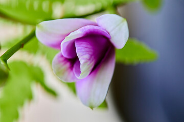 Wall Mural - Close-up of  purple orchid blooming in the garden