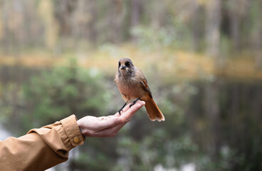 Wall Mural - Person feeding bird in Finland, Siberian jay sits on hand.