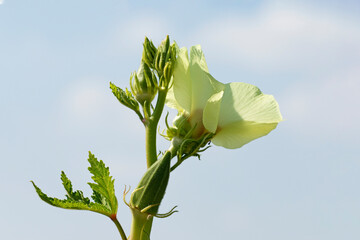 Wall Mural - Flowers and fruits of okra (Abelmoschus esculentus) isolated on blue sky