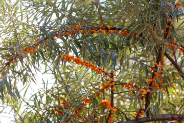 Canvas Print - A tree with many orange fruits hanging from it