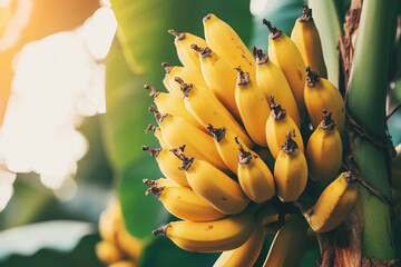 banana tree with a bunch of growing bananas