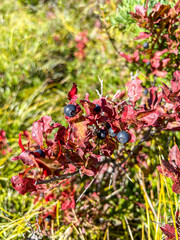 Thinleaf huckleberry