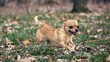 © Natalia - A small chihuahua dog running through the grass. AI.