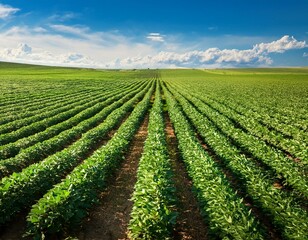 rows of plants, Agricultural soy plantation on sunny day - Green growing soybeans plant with sunlight on field