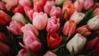 An array of multicolored tulips showcases the rich diversity in shades and petal textures, embodying the vibrancy and emotion associated with full-blown blossoms.