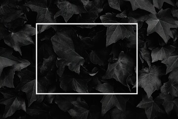 Poster - A monochromatic image of dark green ivy leaves with a white rectangular frame.