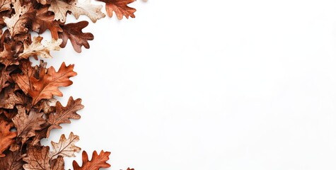 Poster - A collection of dried oak leaves arranged on a white background.