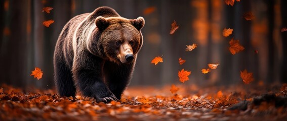 Poster - A bear walks through a forest adorned with autumn leaves, creating a serene natural scene.