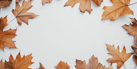 Poster - A minimalist arrangement of dried autumn leaves on a white background.