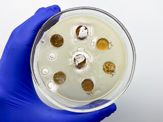 Sticker - Microbiological test for the release of antibiotics by bacteria in nutrient agar. Methods of studying bacteria in the laboratory.