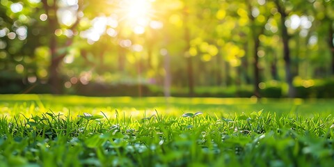 Green grass in the park with sunlight and blur background.