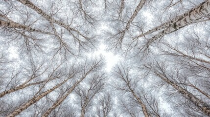 Poster - A view of bare trees reaching towards a bright sky in a winter landscape.