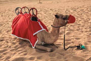 A camel resting on the warm sand of a desert in Dubai adorned with vibrant red fabric and surrounded by traditional decorations