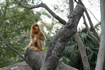 a golden snub-nosed monkey