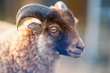 Close-up shot of a Badger Face Welsh Mountain sheep in natural light with blurred background