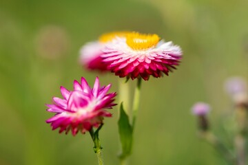 Close-up of vibrant pink and yellow Strawflowers blooming in a green garden setting on a sunny day