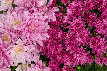 Beautiful pink and purple chrysanthemum flowers covered in dew drops on a rainy morning. Concept of floral beauty, nature, and vibrant garden blooms