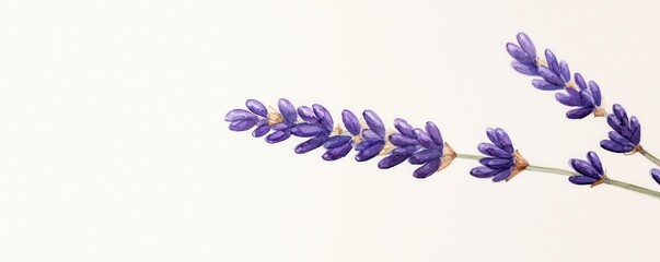 Lavender flowers on a white isolated background.