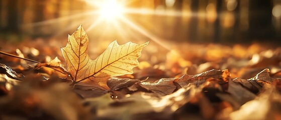 Wall Mural -  A crisp close-up of a fallen leaf, bathed in sunlight filtering through the trees above