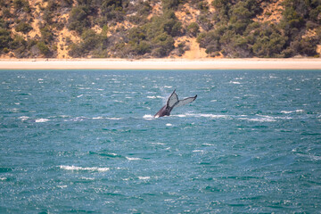 Humpback whale tail on ocean water surface, Hervey Bay K'gari Fraser Island, Queensland Australia