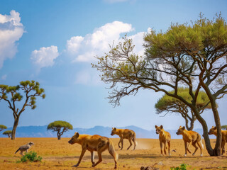 Poster - A herd of wild dogs are running across a plain in the wild. The sky is clear and blue, and there are a few trees in the background