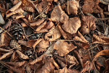 autumn background, leaves and cones texture