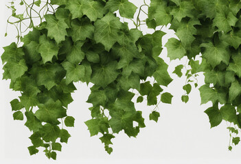 Collection of Green leaves Javanese treebine or Grape ivy Jungle vine hanging ivy plant bush isolate