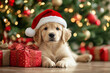 © Tetiana - Generative AI image of a cute optimistic animal purebred dog happy merry christmas celebrations