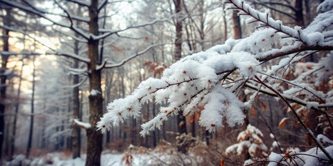 Poster - A snowy branch capturing the essence of winter's chill.