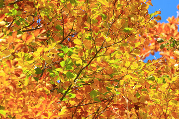 beautiful fall colors in forest in surrounding area of plitvice lakes, famous national park in croat