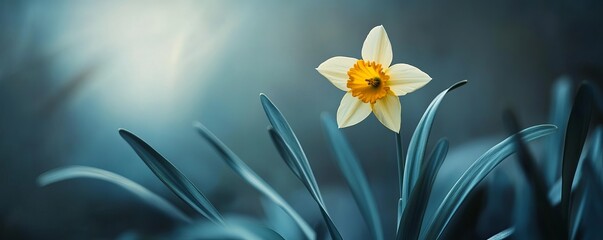 Canvas Print - Blooming yellow and white daffodil stands out in a garden, symbolizing hope and new life in spring