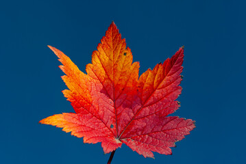 multicolored autumn leaves in Iceland