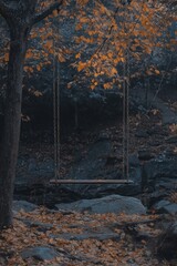 A wooden swing hangs from the branch of a tree in a dense forest