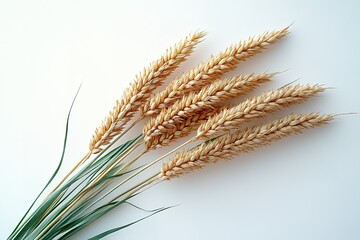 a bunch of wheat stalks are shown on a white background