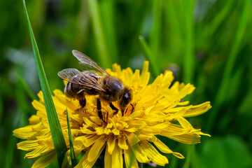 Wall Mural - A bee collects pollen near a flower. A bee flies over a flower in a blur background