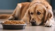 © Emma - Young dog lying calmly on the floor, gazing at a bowl filled with kibble, ears perked in hope, dog waiting, capturing a moment of quiet excitement