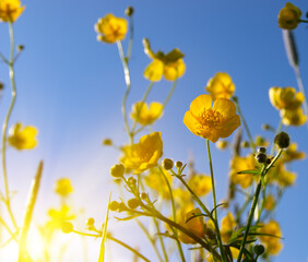 Wall Mural - yellow wildflowers against a background