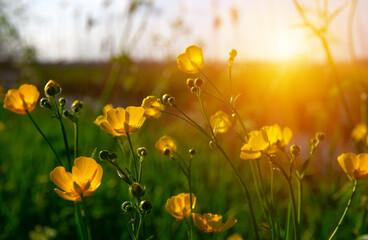 Wall Mural - spring yellow flowers on a field
