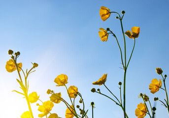 Wall Mural - yellow wildflowers against a background