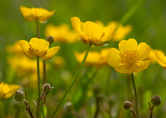 Wall Mural - wild yellow flower on the field