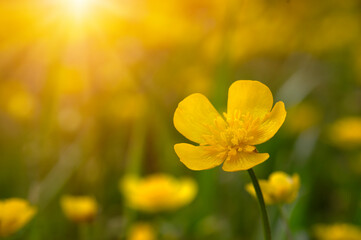 Wall Mural - spring yellow flowers on a field
