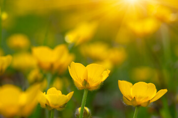 Spring yellow flowers on a field