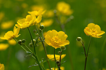 Wall Mural - wild yellow flower on the field