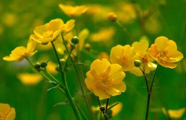 Wall Mural - wild yellow flower on the field