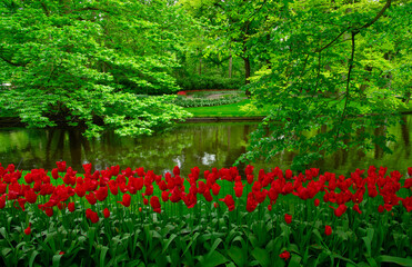 Wall Mural - garden with blooming spring flowers