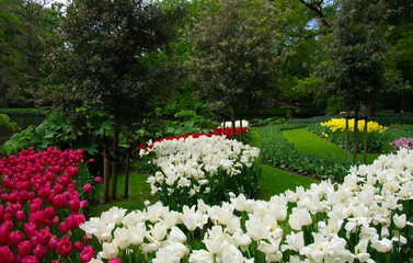 Wall Mural - garden with blooming spring flowers