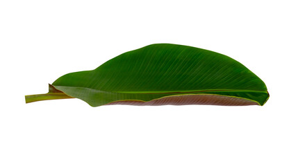 Sticker - Tropical leaf isolated on white