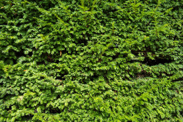 green plant wall background