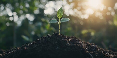 Poster - Garden with sunrise and a small tree. Eco concept for Earth Day.